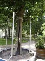 Bäume29.webp