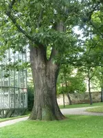 Bäume28.webp