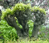 Bäume7.webp