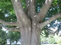 176.webp