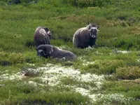 Tiere2.webp