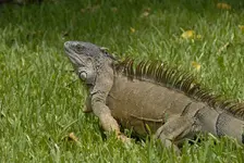 Tiere6.webp