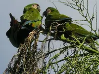 Tiere7.webp