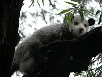 Tiere8.webp