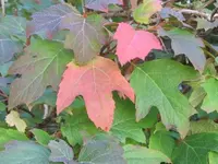 187.webp