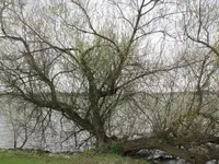 034.webp