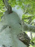 Bäume14.webp