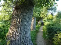Bäume18.webp