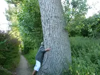Bäume19.webp