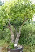 Bäume21.webp