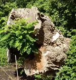 Bäume22.webp
