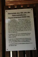 Bäume24.webp