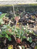 CIMG4343.webp