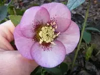 Christrose 8.1.2014.webp
