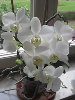 002.webp