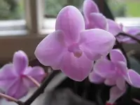 003.webp
