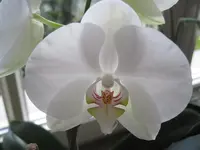 004.webp
