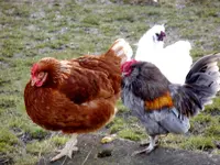 Glückliche Hühner_0004.webp