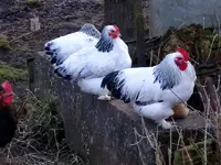 Glückliche Hühner_0005.webp