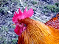 Glückliche Hühner_0011.webp
