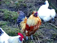 Glückliche Hühner_0033.webp
