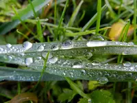 Morgentau_0036.webp