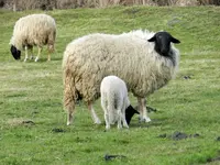 Schwennigen18-03-12_042.webp