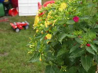 P8078053_Wunderblume.webp