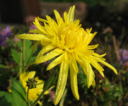 Chrysantheme Salzburg.webp
