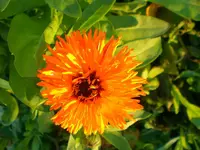 CIMG4548_Calendula_officinalis.webp