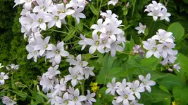 DSCN5040.webp
