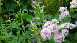 DSCN3067.webp