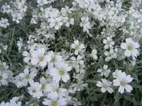 S1.webp