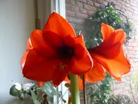 P1030244.webp
