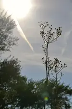 schön10.webp