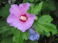 029.webp