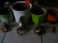 4 Amaryllis.webp