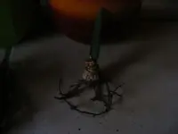 Amaryllis1.webp