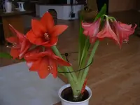 Rote Amaryllis.webp