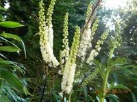 DSCN0779.webp