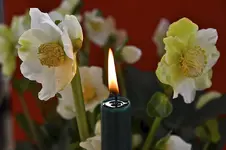 Blüten5.webp