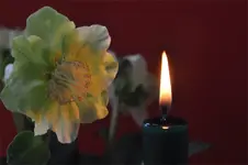 Blüten8.webp