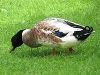 071.webp