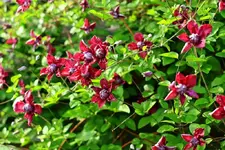 Purpurea Elegans2_1024.webp