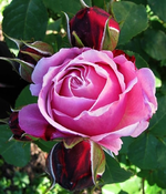Dieter Mueller_delbard.webp