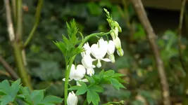 DSCN2500.webp