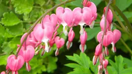 DSCN2501.webp