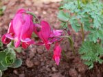 Dicentra King of Hearts (Herzblume).jpg