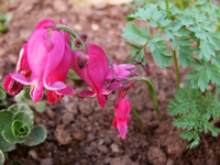 Dicentra King of Hearts (Herzblume).webp