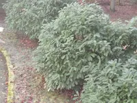 SAM_2767.webp